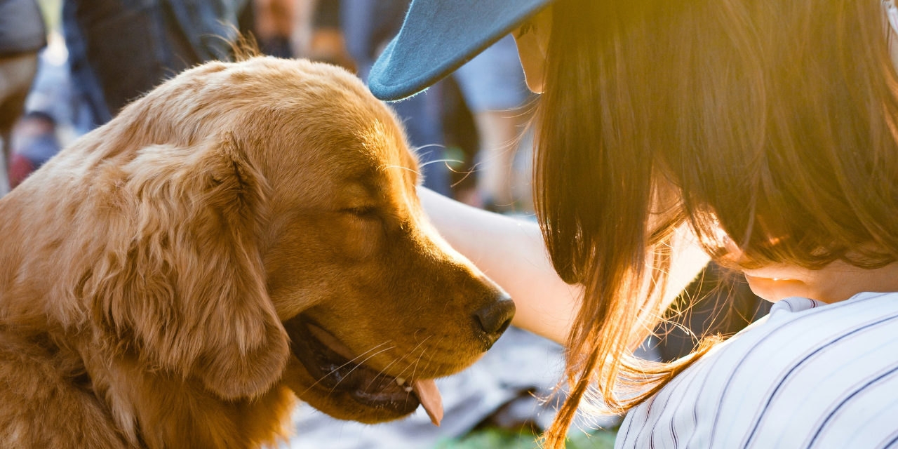 Golden Years, Golden Hearts: Why Adopting a Senior Pet Could Be Your Best Decision Yet